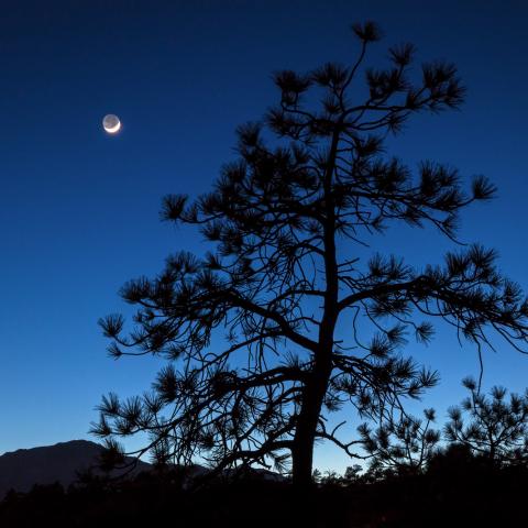 photo of a crescent moon and the silhouette of a tree
