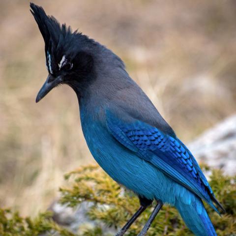 photo of a steller's jay
