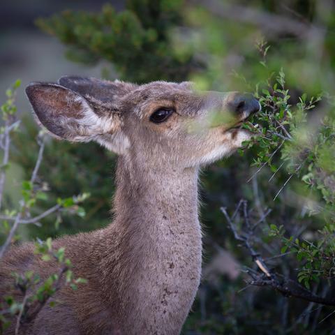 photo of a deer feeding on a bush