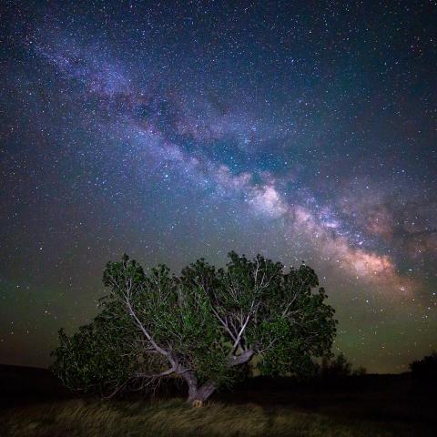 photo of the milky way and a tree
