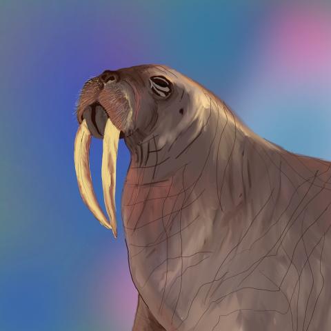 A digital painting of a walrus