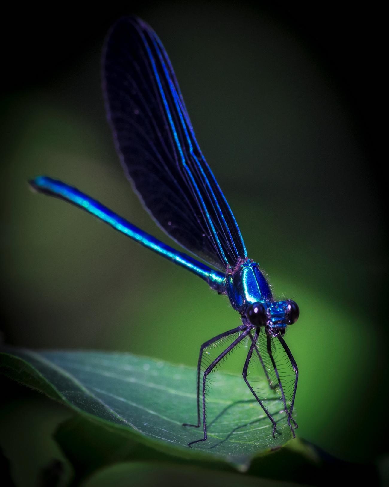 photo of an ebony jewelwing damselfly