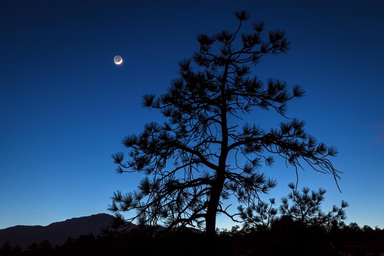 photo of a crescent moon and the silhouette of a tree