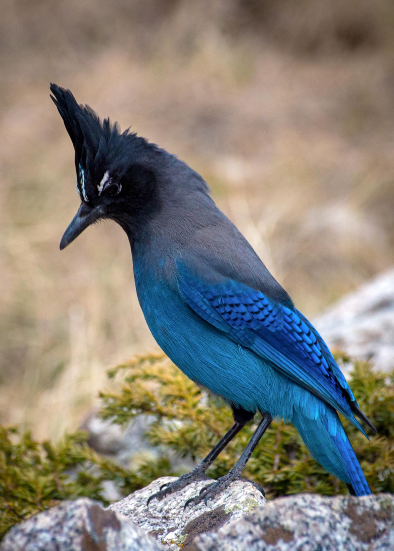 photo of a steller's jay