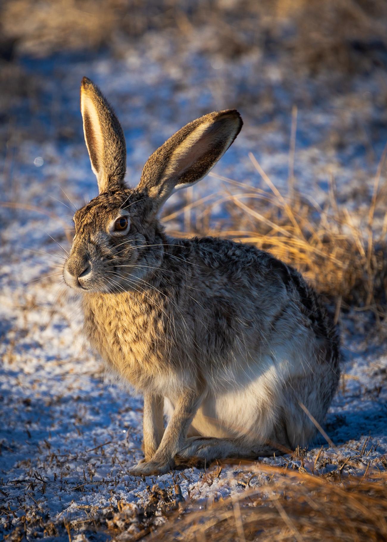 photo of a black-tailed jackrabbit