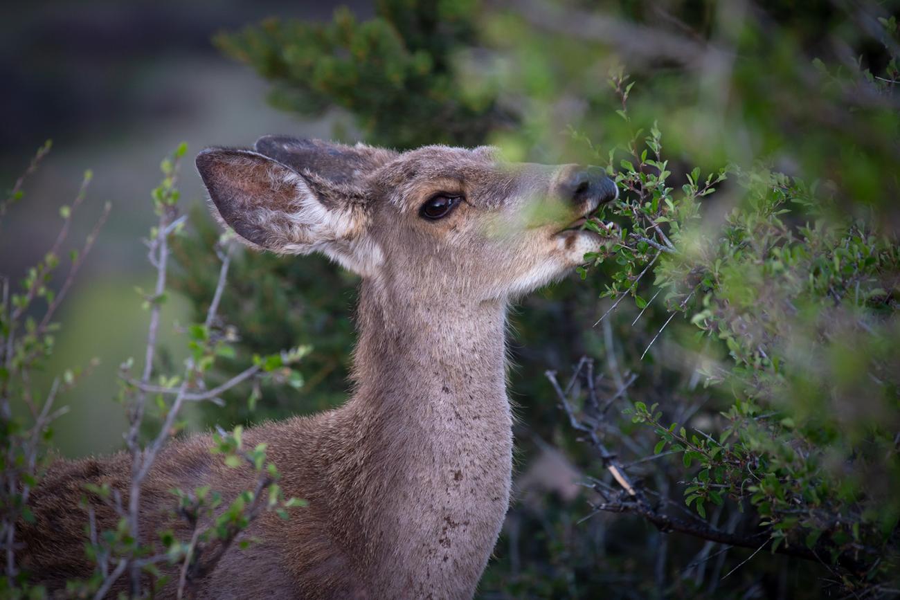 photo of a deer feeding on a bush