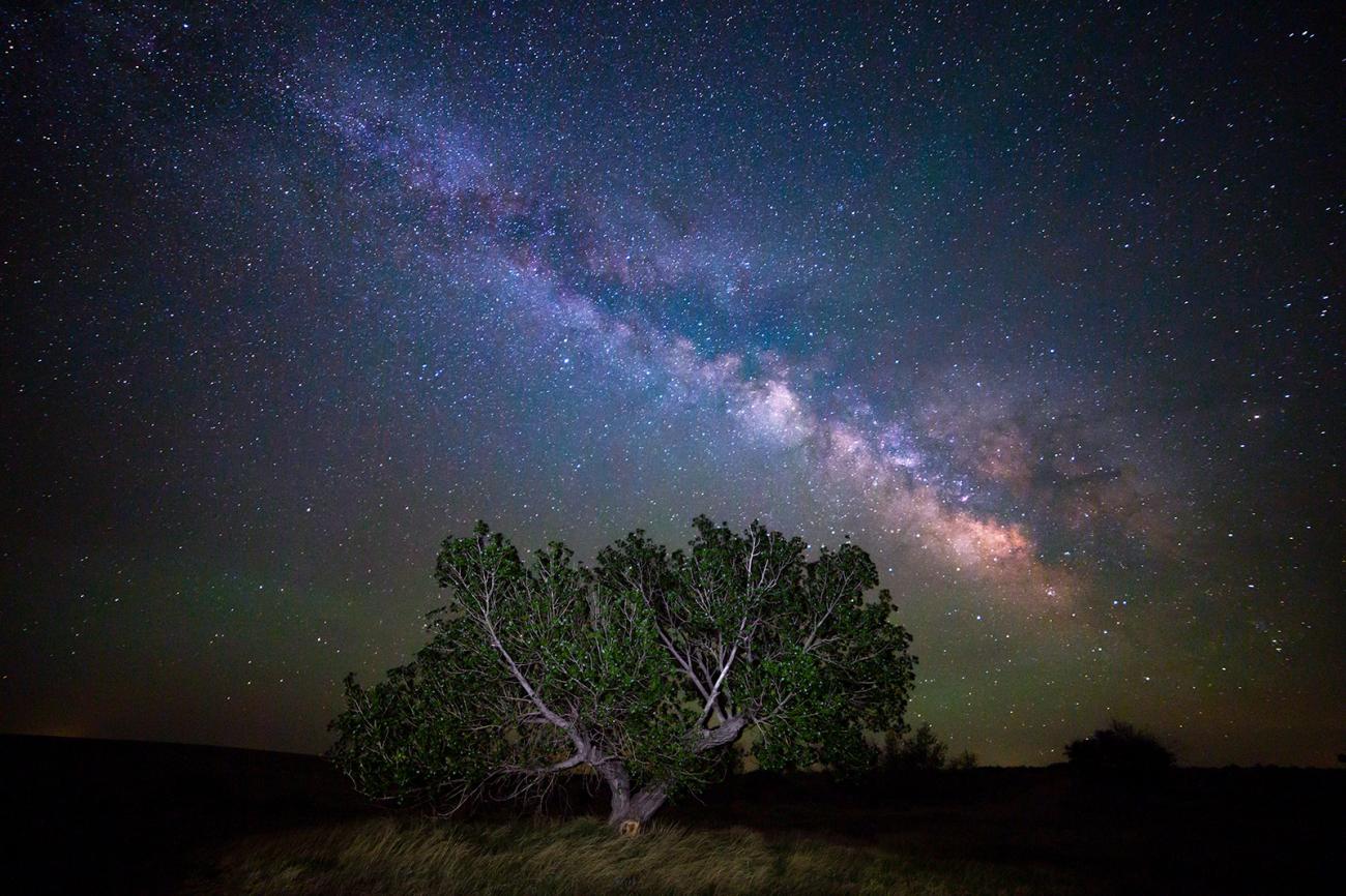 photo of the milky way and a tree
